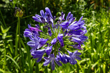 Südafrikanische Schmucklilie (Agapanthus praecox)