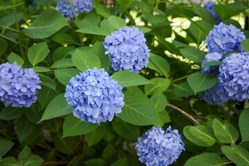 たくさんの紫の紫陽花