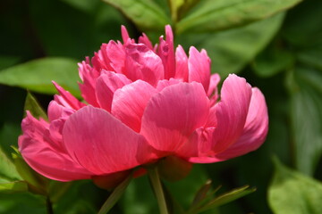 A pink dahlia is blooming in a garden in sunny summer day.
