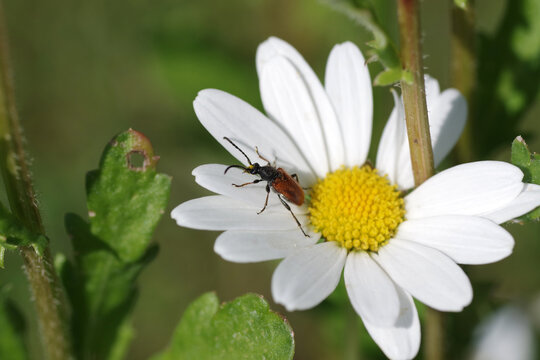 Ein brauner K&auml;fer sitzt auf einer wei&szlig;en Margerite