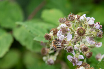 A honey bee feeding on the last of the pollen as the first blackberry of the season grows.