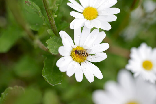 Eine Schwebliege sitzt auf einer wei&szlig;en Margerite