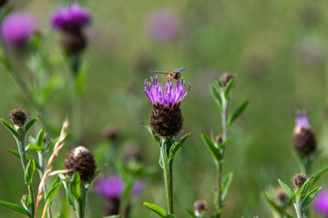 Common knapweed with a hover fly feeding, with copy space and an out of focus background.
