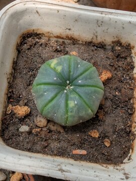 Astrophytum Asteria