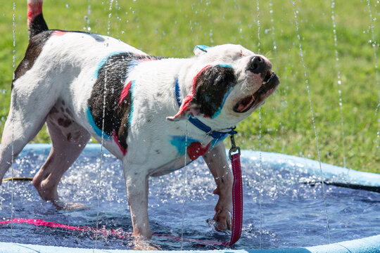 Black and White dog dyed pink and blue enjoying a splashpad.