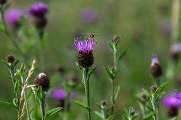 A hoverfly perched on the purple flower of common knapweed with copy space and a blurred background.