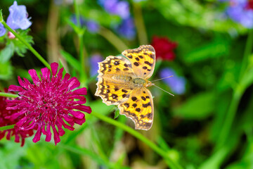 Fritillary butterfly sucking nectar from a scabious flower in an early summer garden.