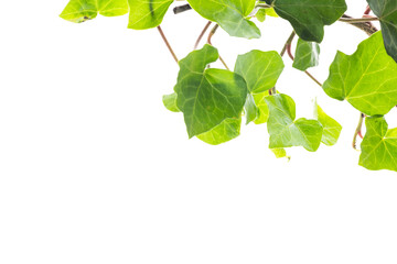 Green ivy branch isolated on plain white background