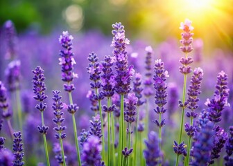 Obraz premium Close-up view of vibrant lavender flowers with green leaves in a garden or field