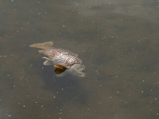 Lifeless fish in shallow, cloudy water, a stark reminder of aquatic ecosystem distress or...