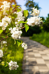 flowering jasmine bush in the park, vertical photo. blooming jasmine. blooming mock orange. flowering bush in spring