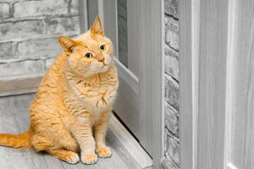  the cat is sitting near the closed door. the cat asks for the door to be opened for her