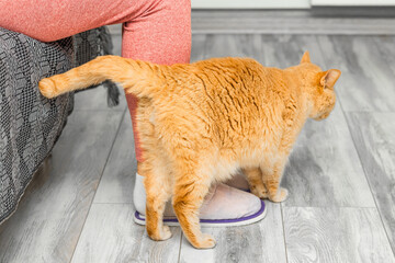  ginger cat rubs against human legs, close-up. cat rubs against person. cat marks territory....