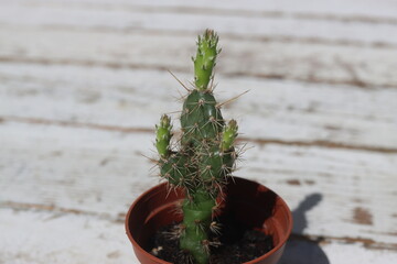 Opuntia fragilis Fraser Valley BC Canada kwiat żółty