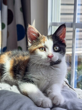 A calico kitten on a blanket in the window.