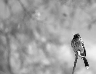Red vented bulbul on the branch in monochrome