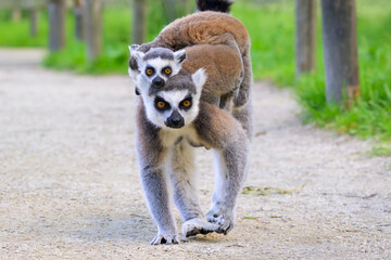 Ring-tailed Lemur (Lemur catta) walking on path way, carriyng two baby.