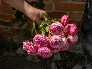 A person holding a bunch of pink roses in their hand