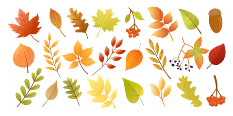 Fototapeta premium Set of colorful autumn leaves and berries. Fall leaves, maple, acorn, oak, birch and rowan. Fall foliage. Botanical vector illustration, cartoon. isolated on white background.
