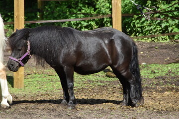 A dark horse is standing outdoor in sunny summer day.