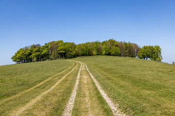 A pathway leading towards Chanconbury Ring in the South Downs, on a sunny spring day