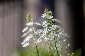 Selective focus of white flowers with green leaves in the garden, Ornithogalum magnum, Star of...