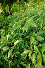 Wild Undergrowth Plants with Dense Green Leaves in Shade