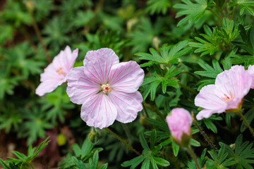Obraz premium Close-up of beautifully blooming Geranium sanguineum striatum flowers in an early summer garden.