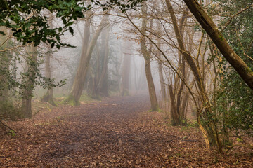 Atmospheric misty woodland in Sussex, on a late winter's day
