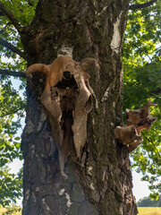 A cow skull on a tree in the middle of a field
