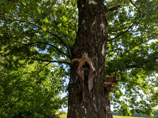 A tree with a skull on the trunk of a tree in a field