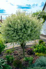 Hakuro Nishiki's stamp tree - a colorful accent in landscape design