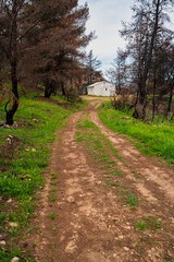 Rural dirt path leads to hillside chapel