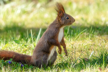 Neugieriges Eichhörnchen auf der Wiese