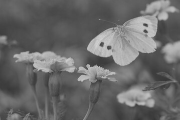 Cabbage white butterfly on the flower in monochrome