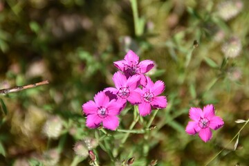 Maiden pink flowers are blossoming in nature in bright summer day.
