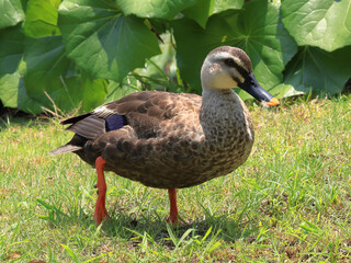 都心散歩　6月酷暑の浜離宮