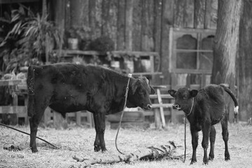 Cow parent and child in monochrome