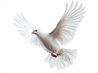 White dove in flight against white (2)