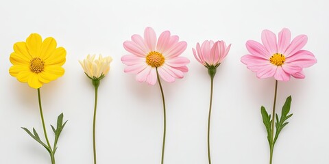 Row of pastel flowers on white background
