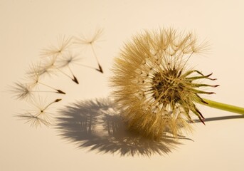 Dandelion Seeds with Dramatic Shadows
