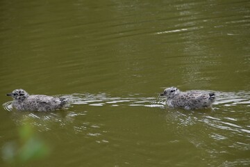 Baby seagulls are swimming together in a pond in sunny summer day.