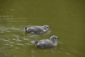 Baby seagulls are swimming together in a pond in sunny summer day.