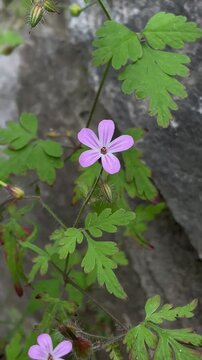 Close-up of Wild Herb Robert Flower Swaying in Wind Against Rough Stone Wall in Natural Setting