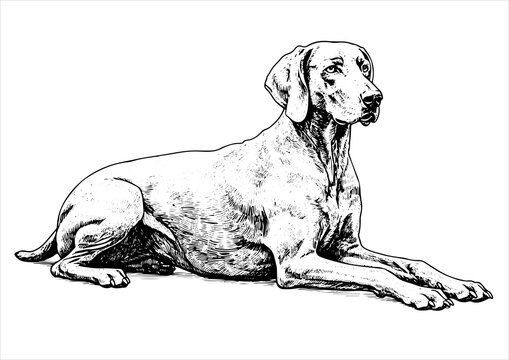 weimaraner dog pet portrait engraving intricate retro hand drawn style line art black and white vector illustration, isolated on white background