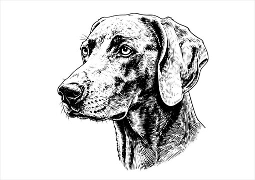 weimaraner dog pet portrait engraving intricate retro hand drawn style line art black and white vector illustration, isolated on white background
