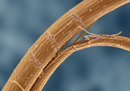 High magnification broken hair strand