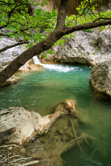 Turquoise pool under branch, Saint Luke Gorge