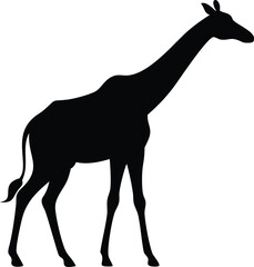 Silhouette of a graceful giraffe standing proudly isolated on a clean white background