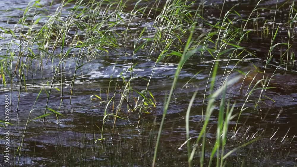 Poster a serene stream flows gently through a dense and vibrant green forest
